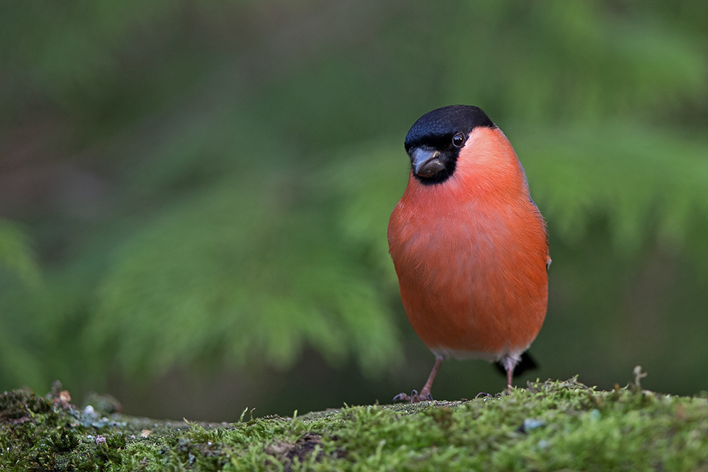 Bullfinch