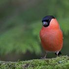 Bullfinch