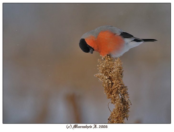 Bullfinch