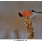 Bullfinch