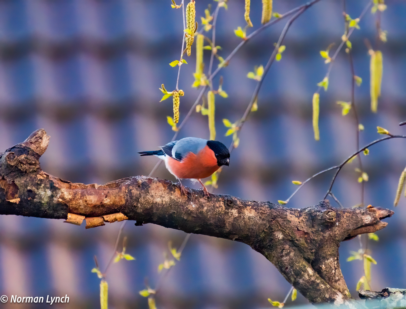 Bullfinch 12th April 2023