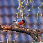 Bullfinch 12th April 2023