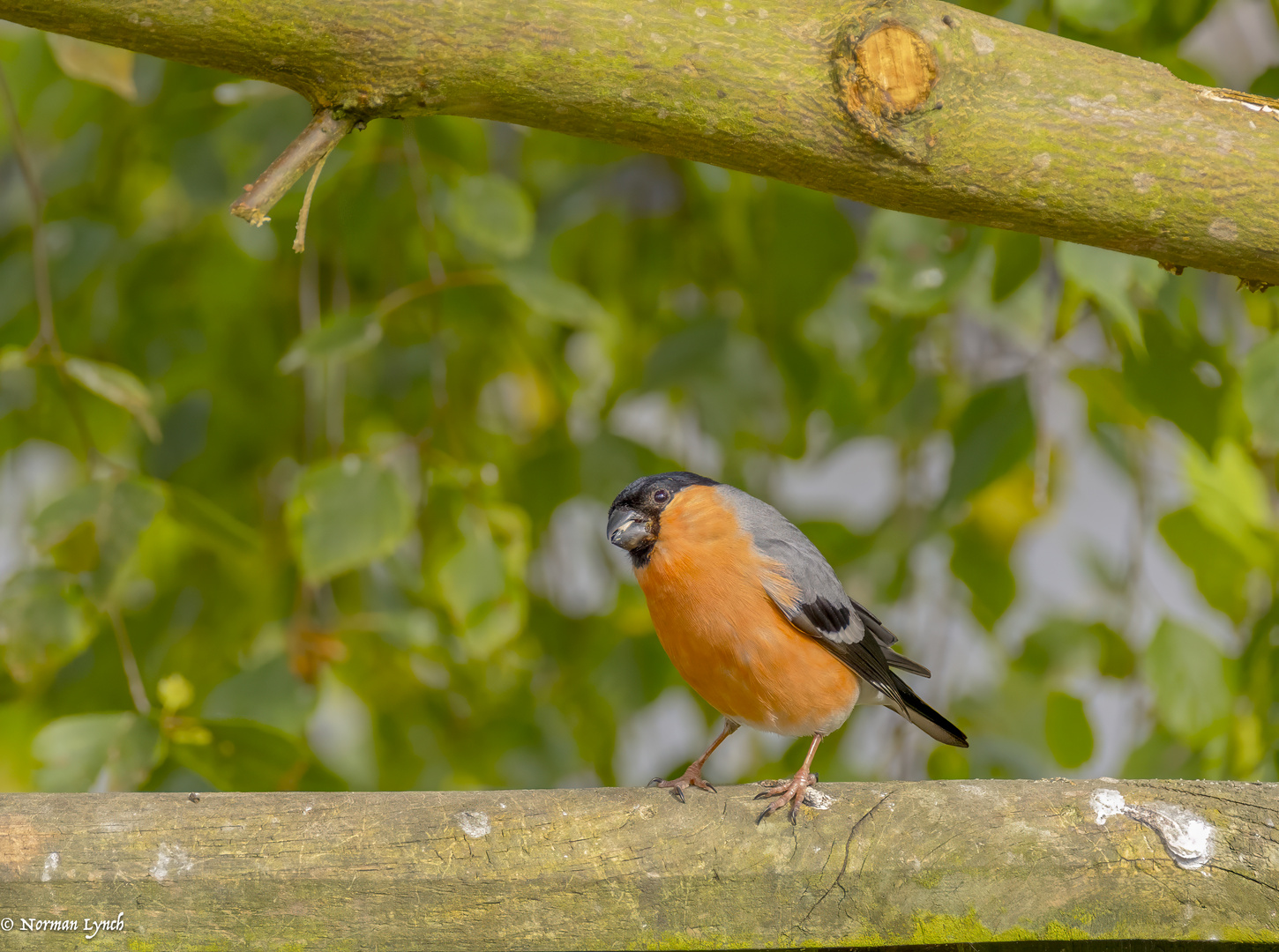  Bullfinch 2024