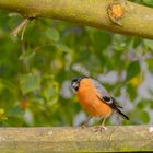  Bullfinch 2024
