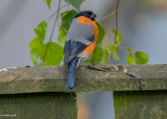 Bullfinch