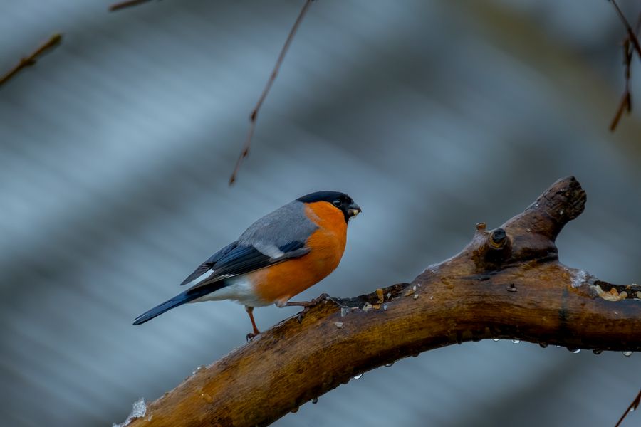 Bullfinch