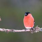 bullfinch