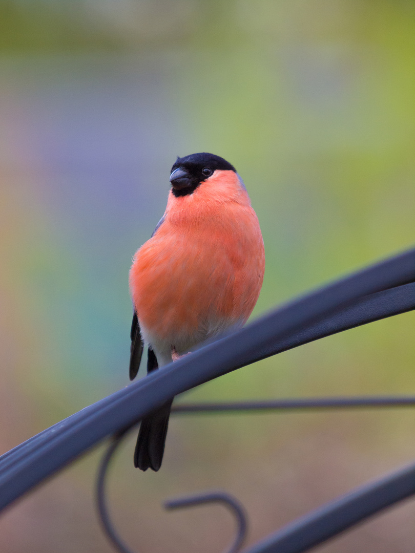 Bullfinch