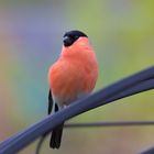 Bullfinch