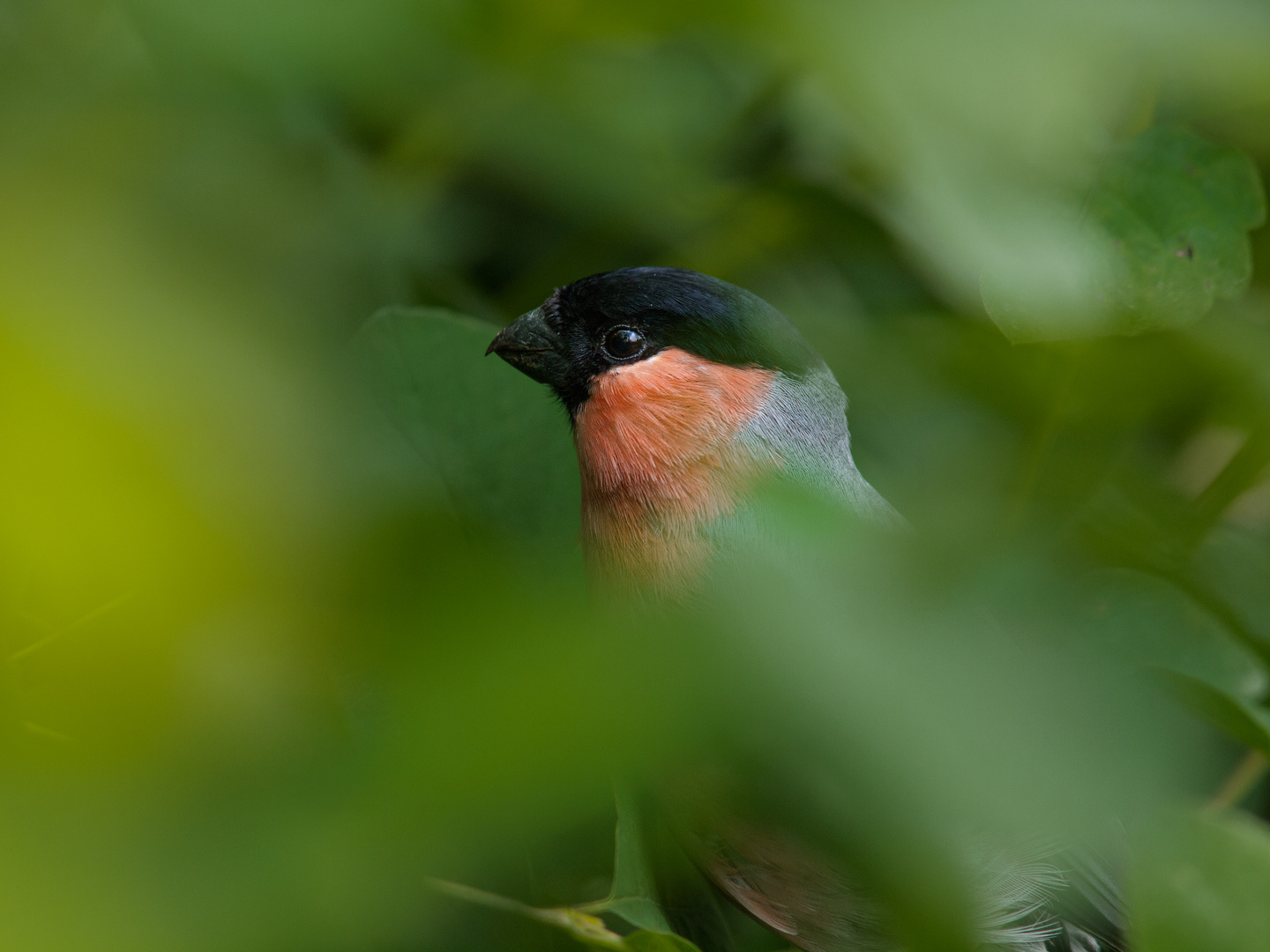 Bullfinch