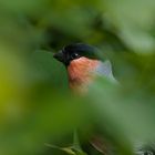 Bullfinch