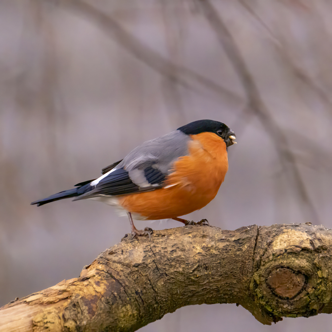 Bullfinch (pyrrhula  pyrrhula) 2024