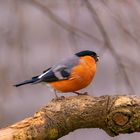 Bullfinch (pyrrhula  pyrrhula) 2024