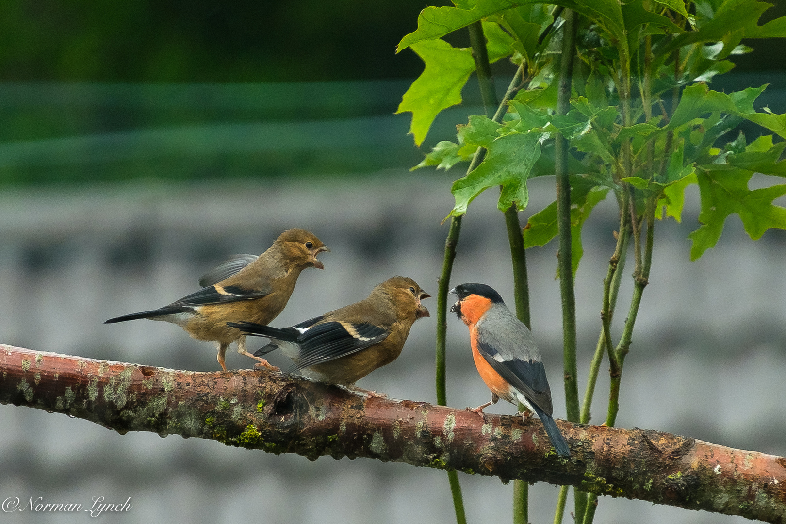 Bullfinch  (pyrrhula pyrrhula)