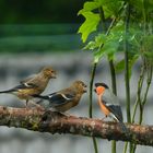 Bullfinch  (pyrrhula pyrrhula)