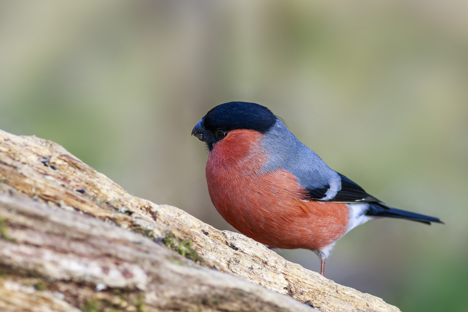 Bullfinch (Pyrrhula-pyrrhula)