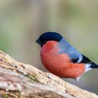 Bullfinch (Pyrrhula-pyrrhula)