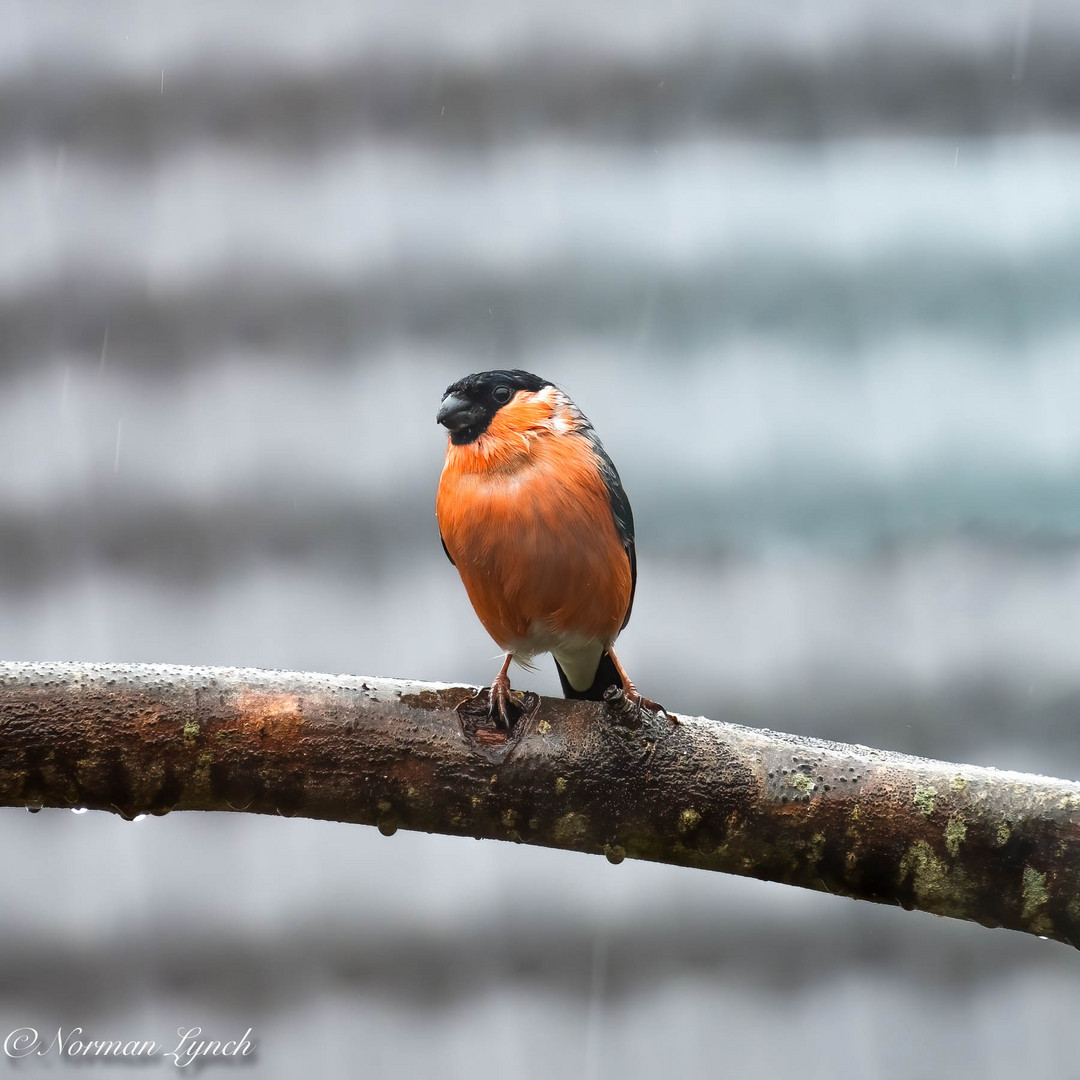 Bullfinch (pyrrhula pyrrhula)