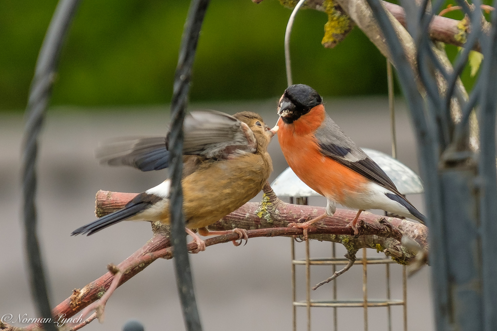 Bullfinch  (pyrrhula pyrrhula)