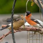 Bullfinch  (pyrrhula pyrrhula)