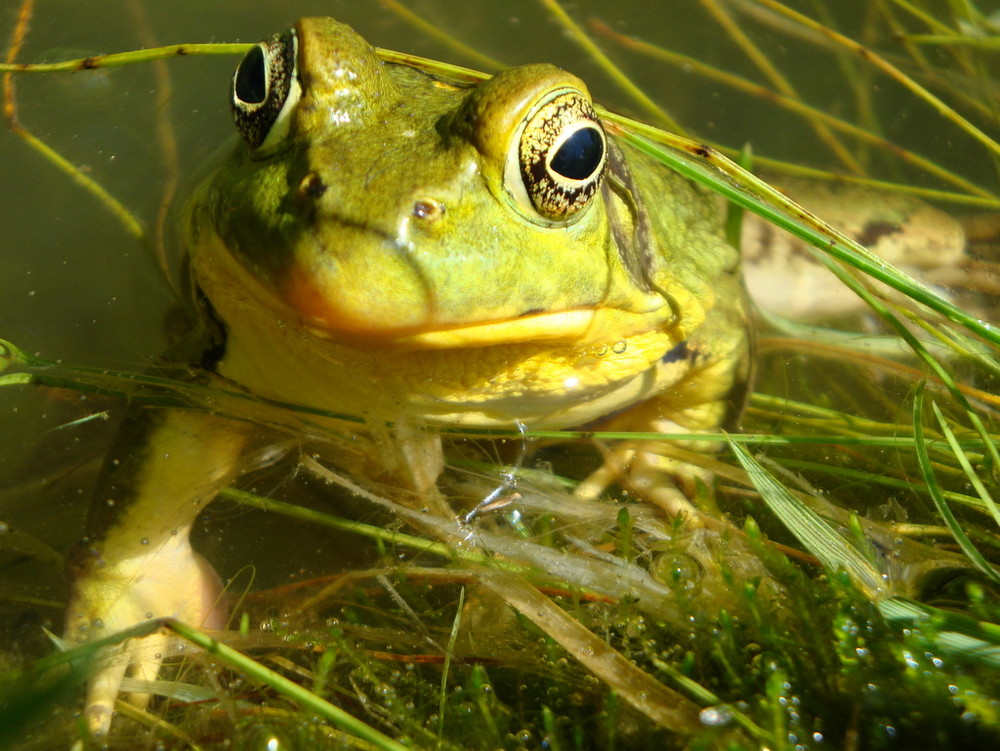 Bullfrog