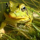 Bullfrog