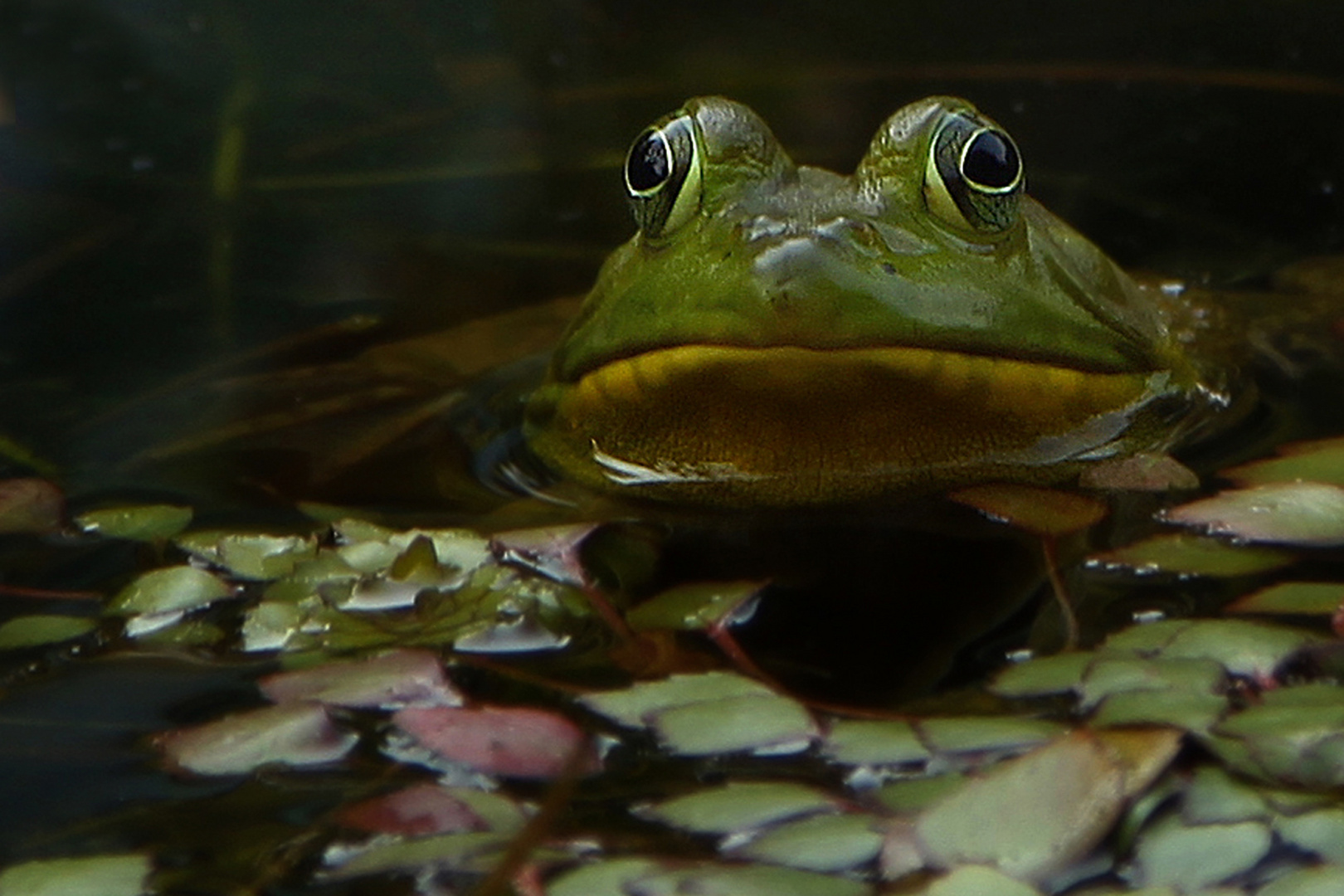 Bullfrog