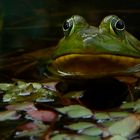 Bullfrog