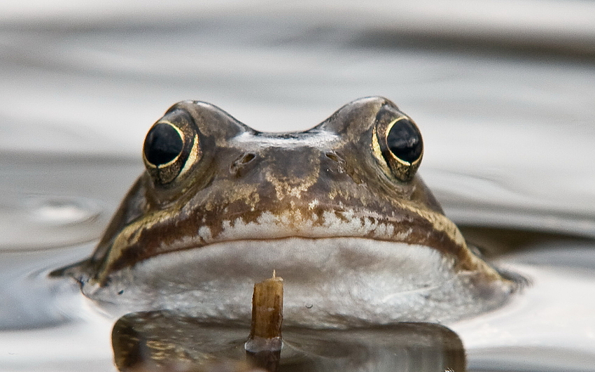 Bullfrogblues oder "Was gugst Du" :-)