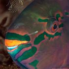 Bullhead Parrotfish (Chlorurus soridus)