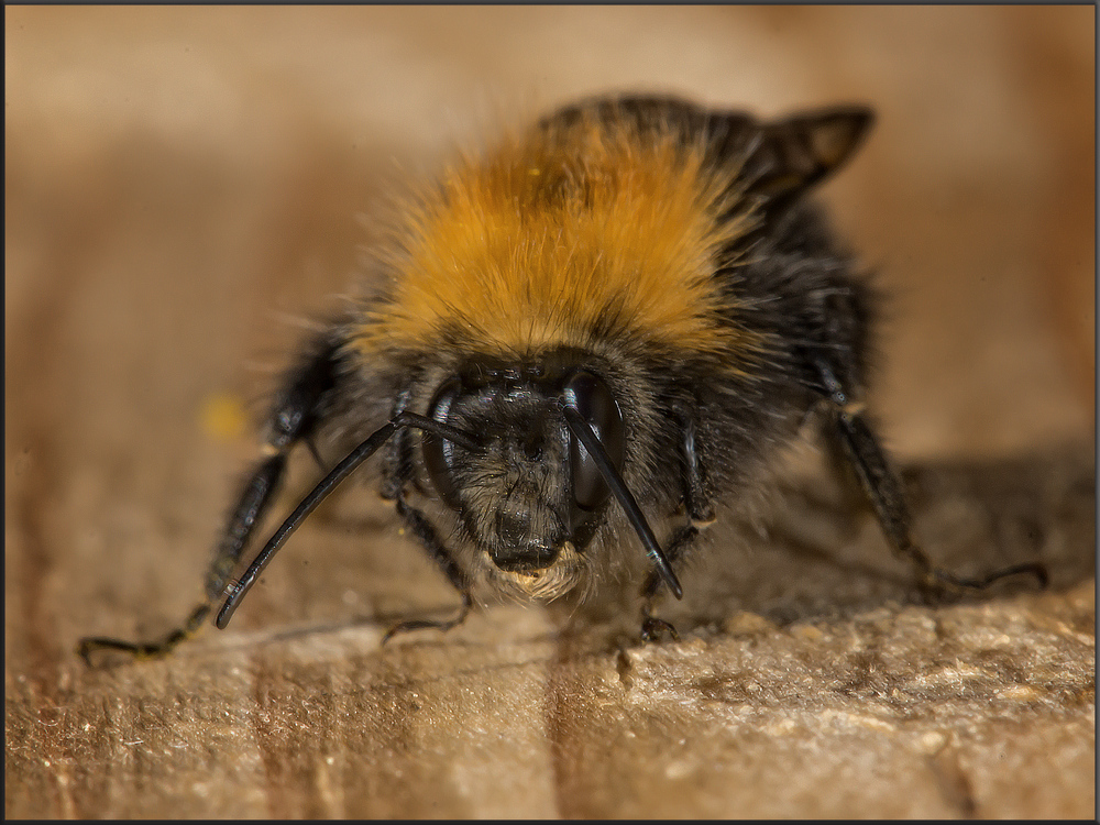 Bullig Foto & Bild tiere, wildlife, insekten Bilder auf