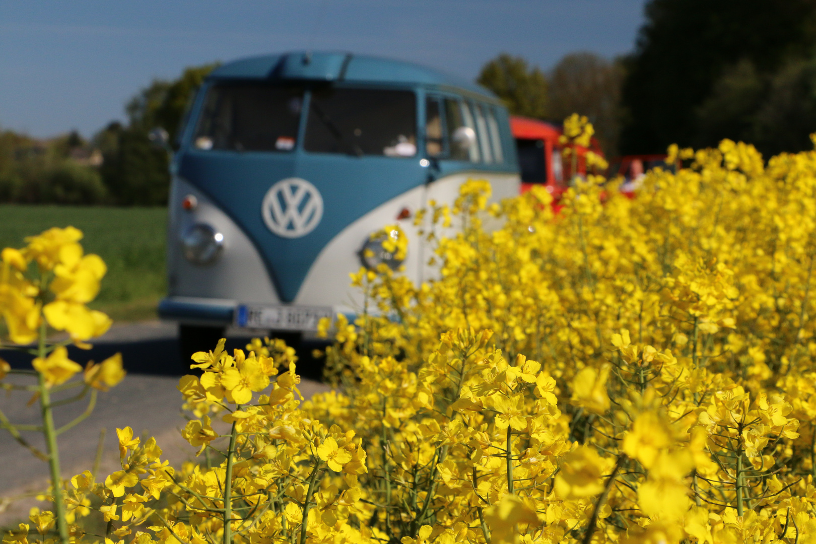 Bullis am Rapsfeld