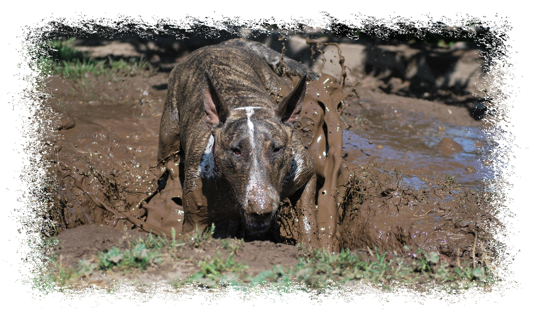 Bullischweinchen