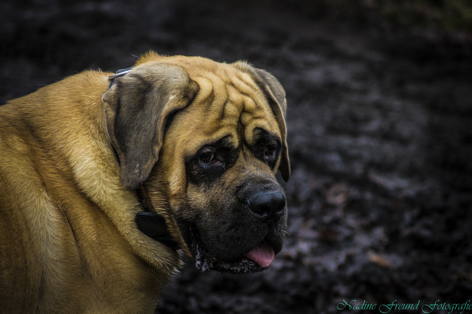 Bullmastiff