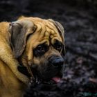 Bullmastiff