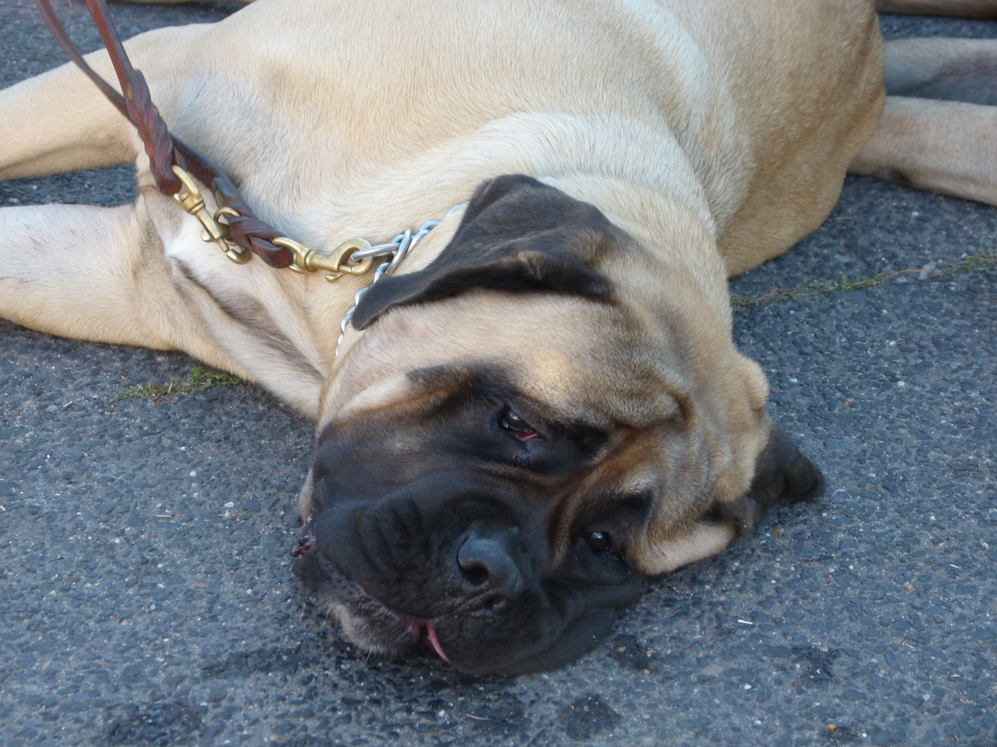 Bullmastiff