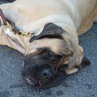 Bullmastiff