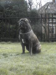 bullmastiff BINKY