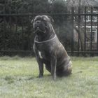 bullmastiff BINKY