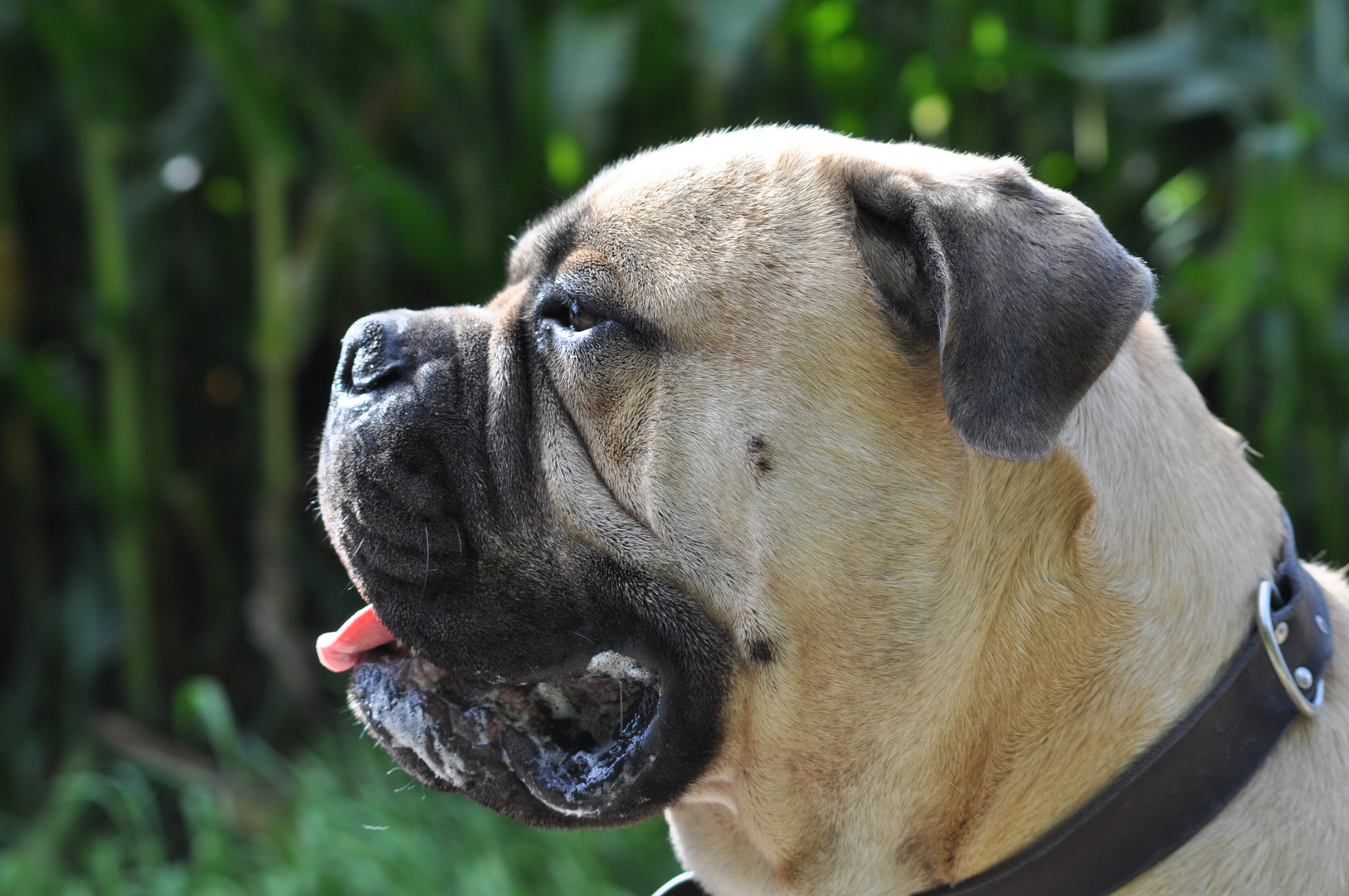 Bullmastiff Tommy