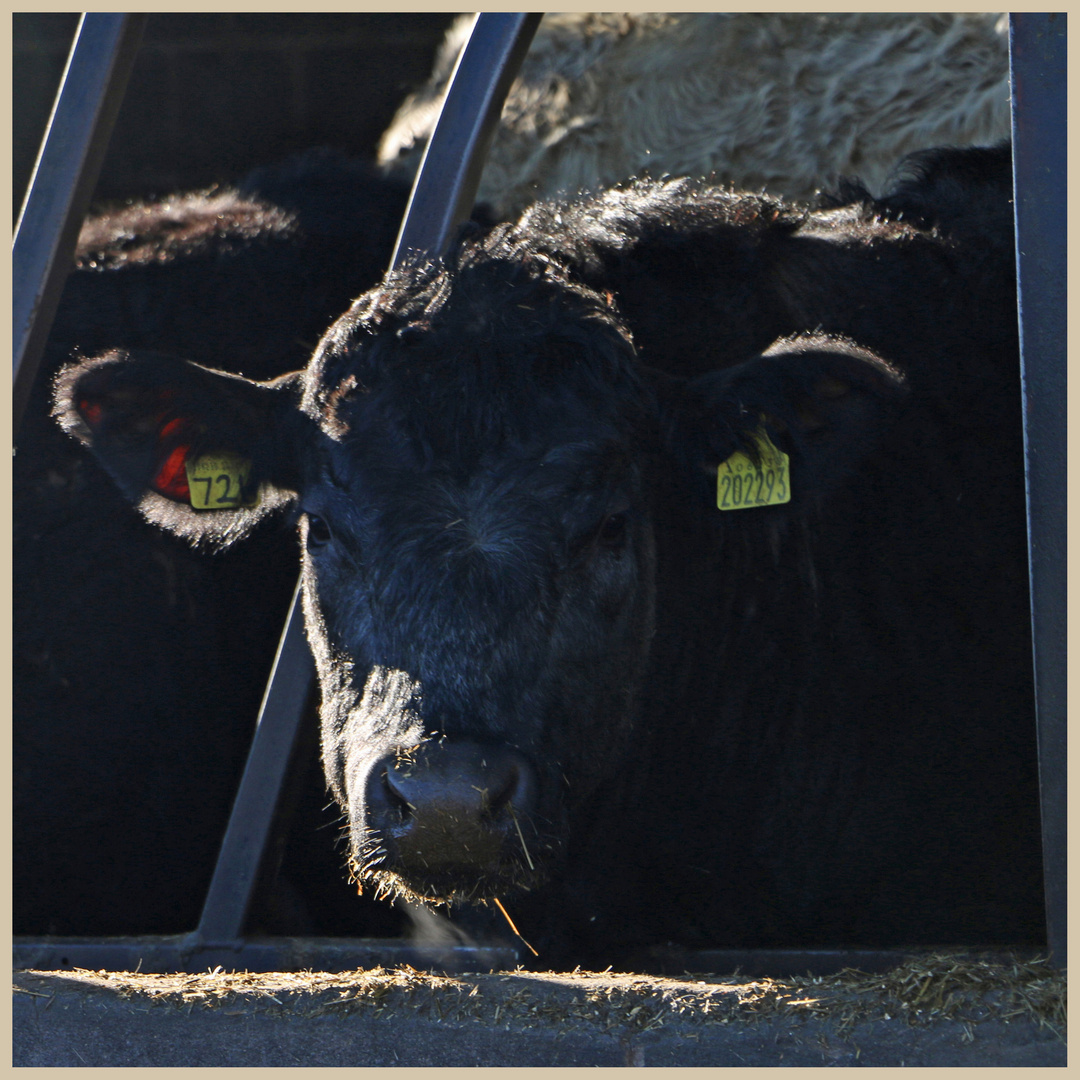 bullock 2 at swinhoe farm