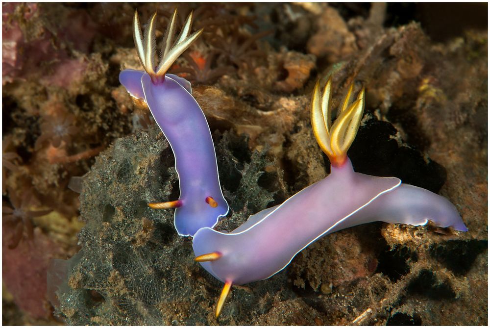 Bullock-Sternschnecke - Chromodoris bullocki