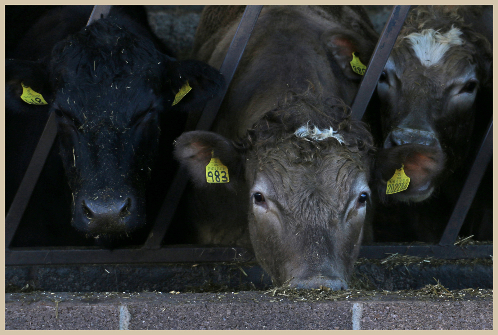 bullocks 3 at swinhoe farm