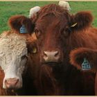 bullocks near lanton