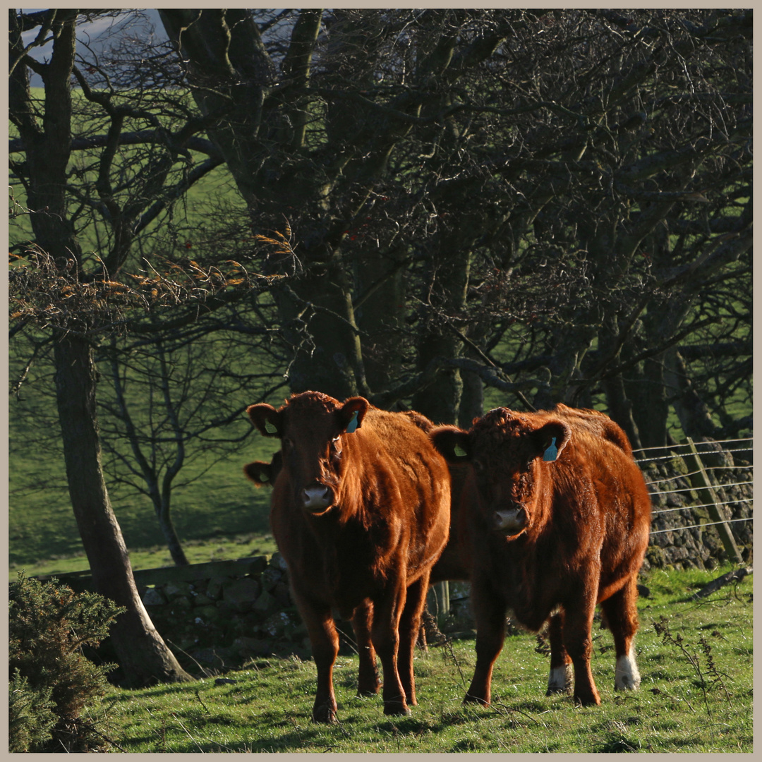 bullocks on coldside hill 2