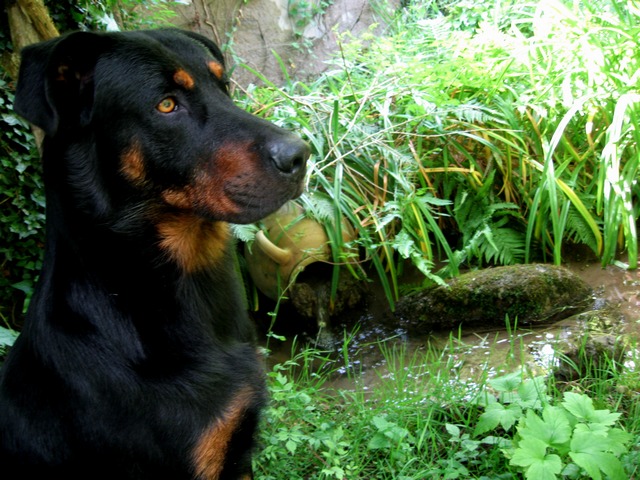 Bullok à la fontaine