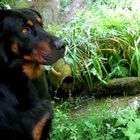 Bullok à la fontaine