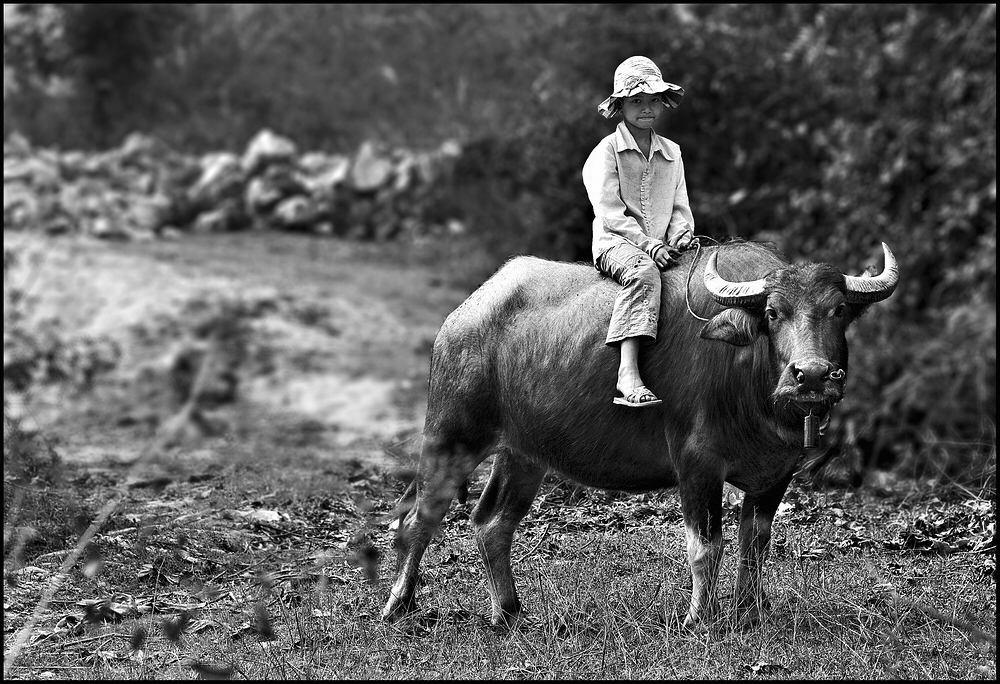 ~ Bullriding ~