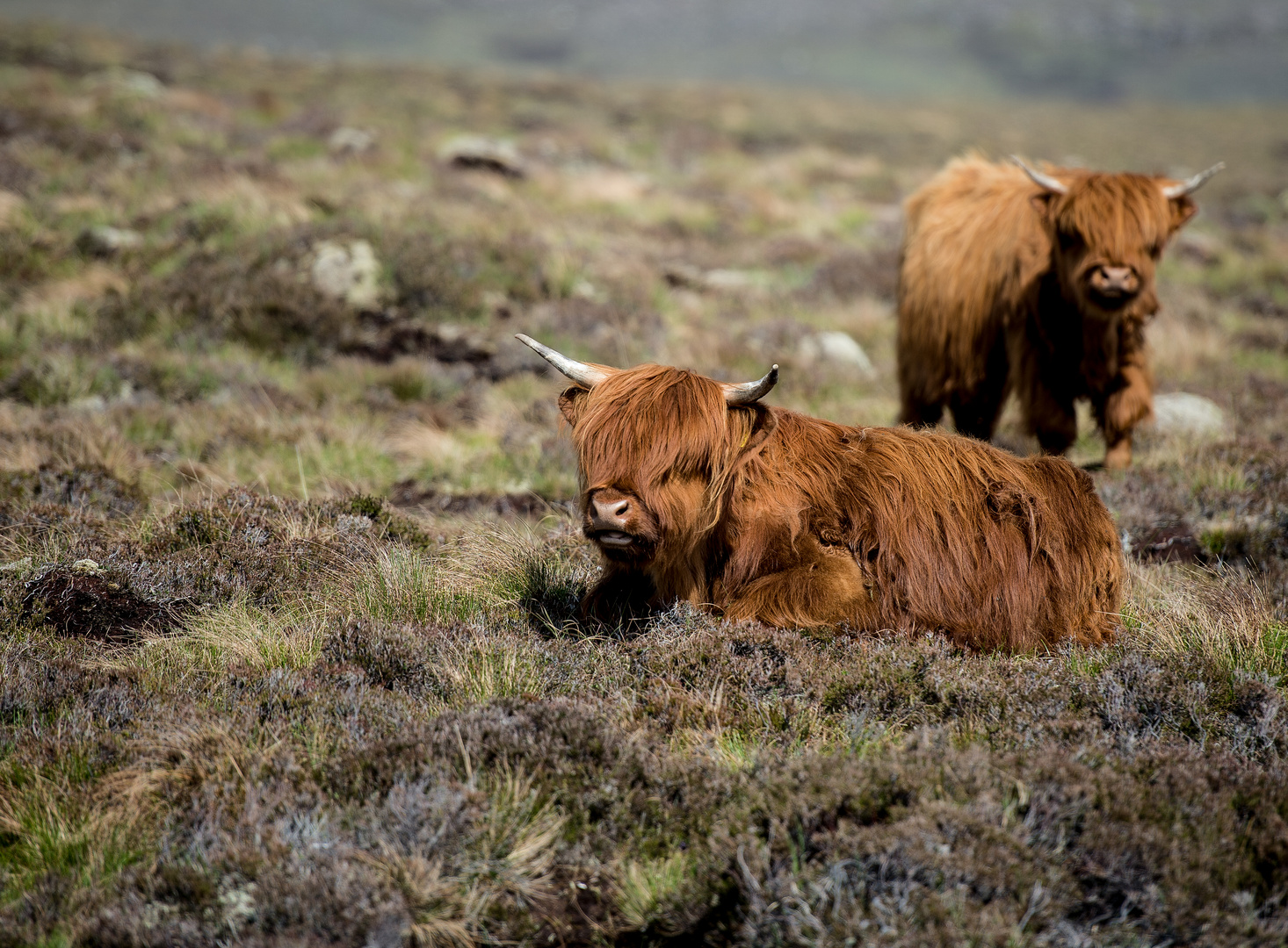 Bulls at home