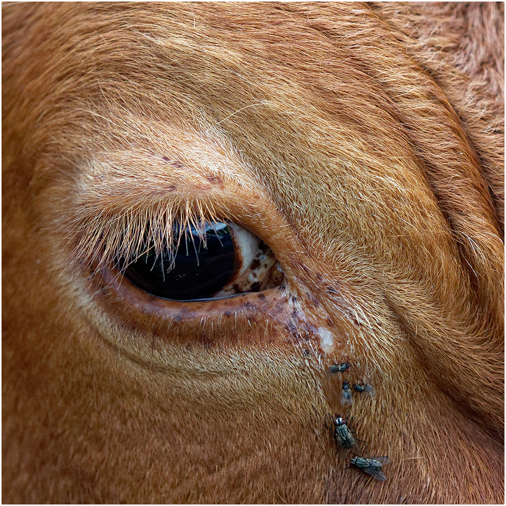 Bull`s eye